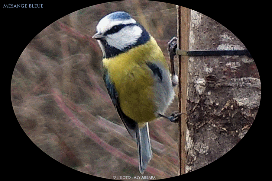 Mésanges charbonnières - Paris