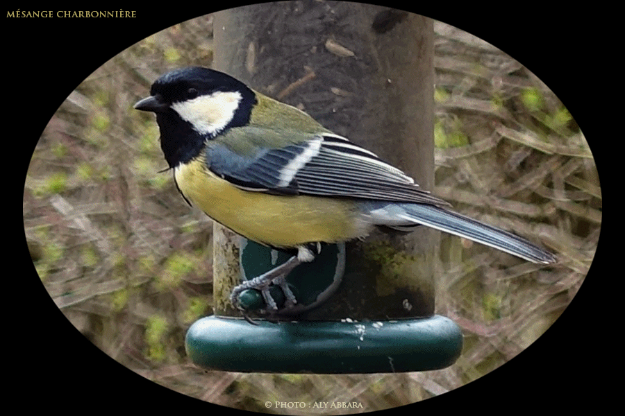 Mésanges charbonnières - Paris