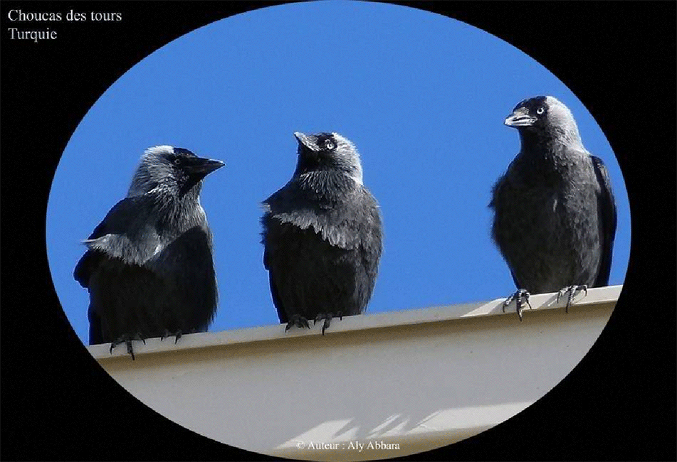 Choucas des tours - Turquie