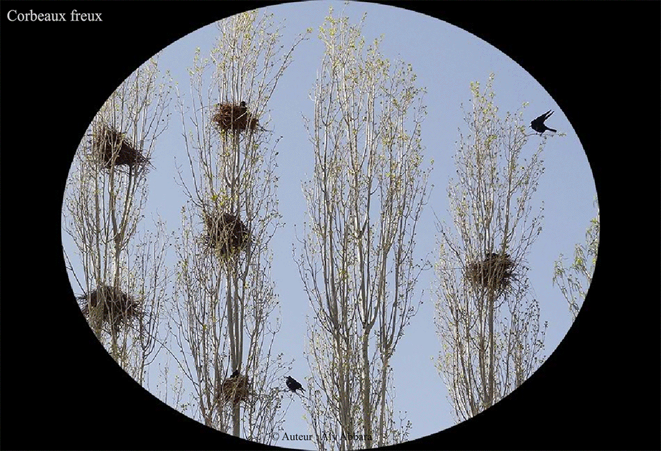 Corbeau Freu - Turquie