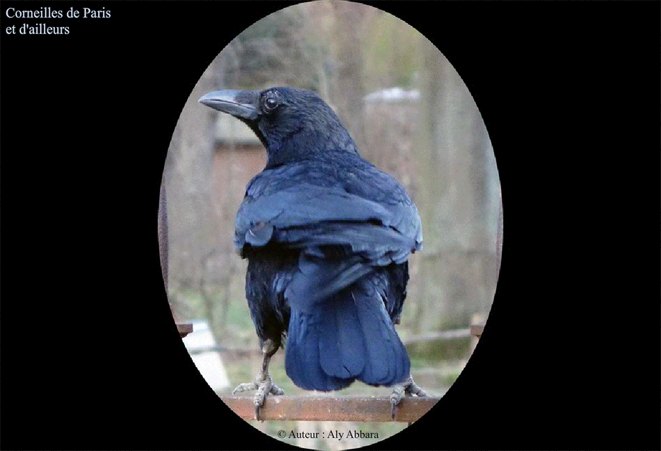 Corneille de Paris