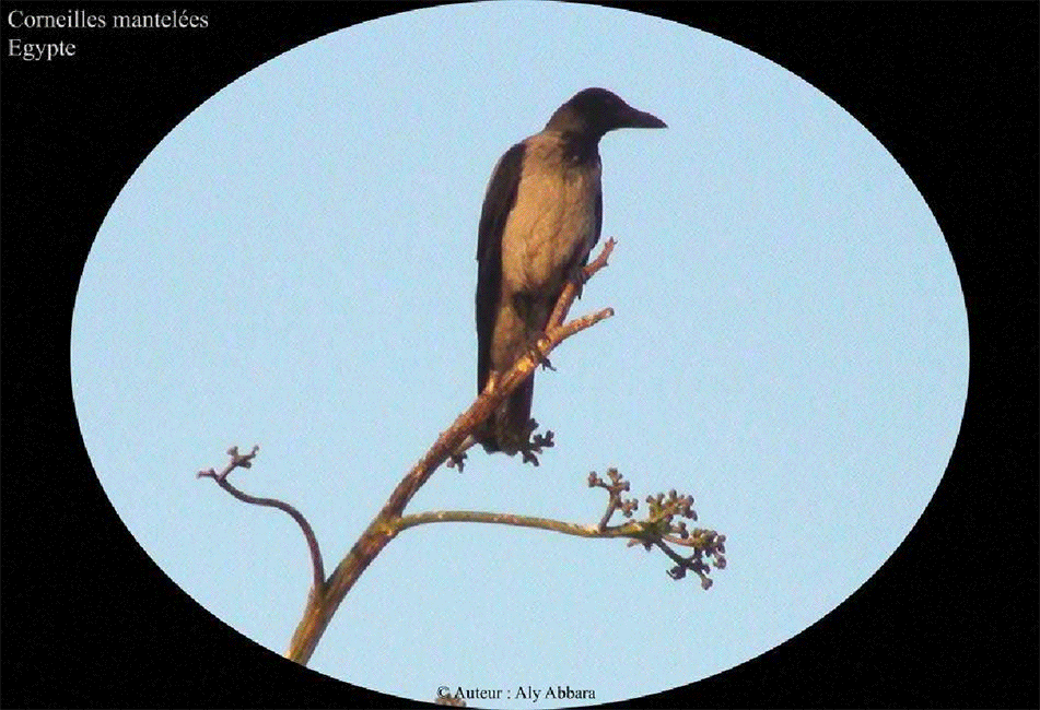Corneille mantelée - Egypte