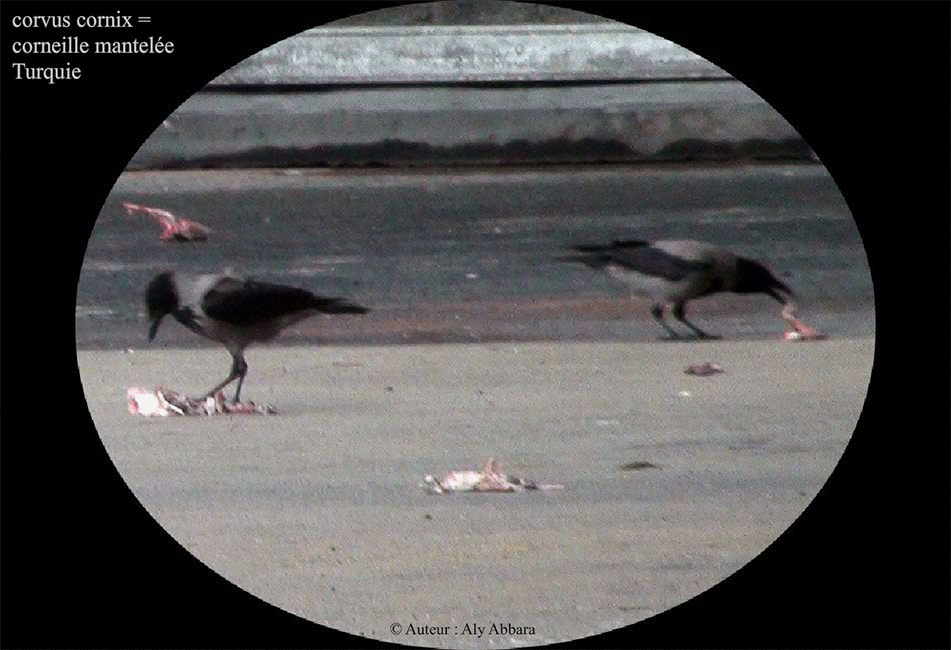 Corneille mantelée - Turquie - Istambul
