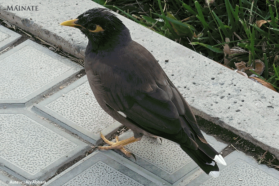 Mainate (Gracula religiosa) - Mâle adulte - Oiseaux de la famille des Sturnidés