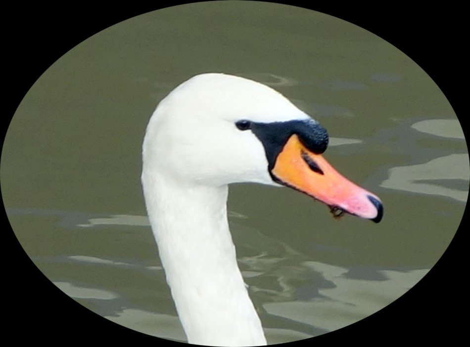 Le lac des cygnes - Iseo - Italie du Nord -إيزه يو - بحيرة البَجَع - شمال إيطاليا