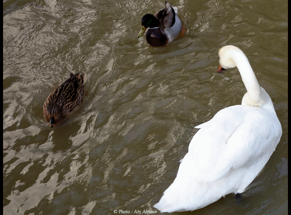 Cygnes : douceur, beauté élégance, mais également attention, agressivité - Paris - France -البجع الأبيض - باريس - فرنسا