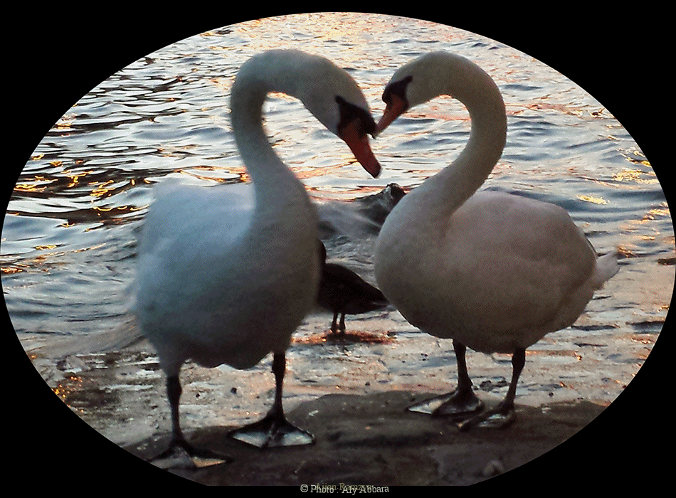 Cygne blanc - caractéristiques physiques - Paris - France