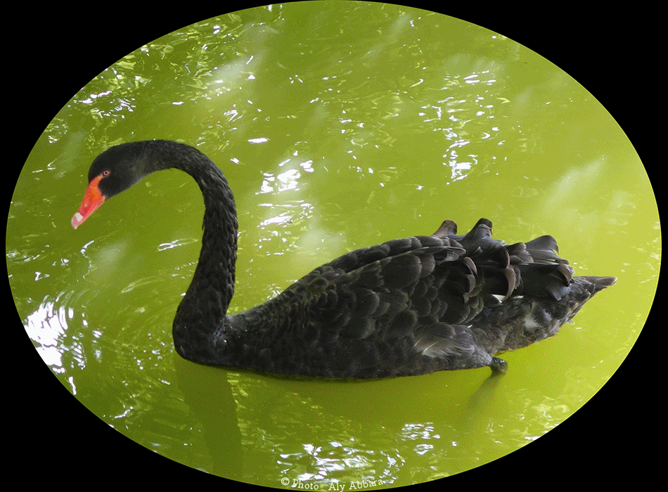 Cygnes noirs d'Australie - Paris - France - البجع الأسود - باريس - فرنسا