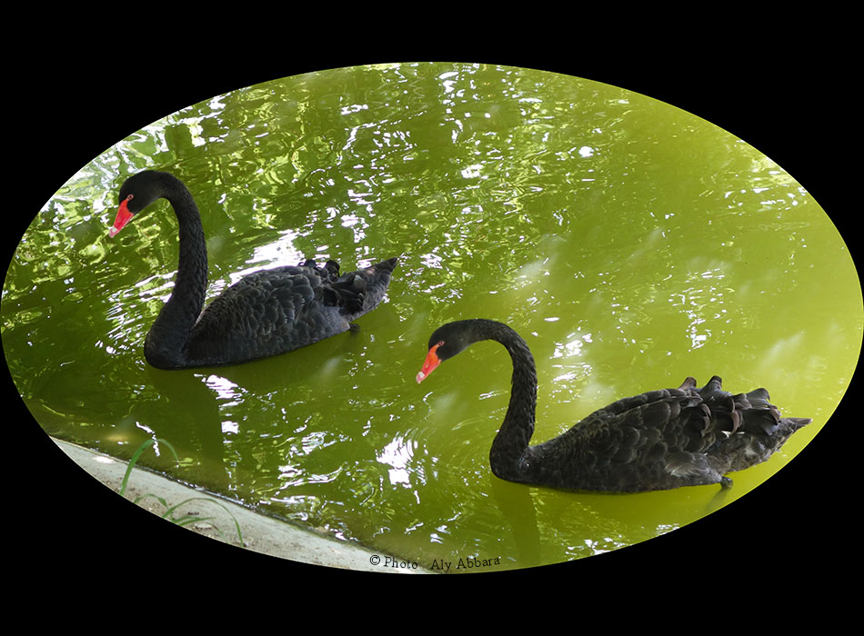 Le lac des cygnes - Iseo - Italie du Nord -إيزه يو - بحيرة البَجَع - شمال إيطاليا