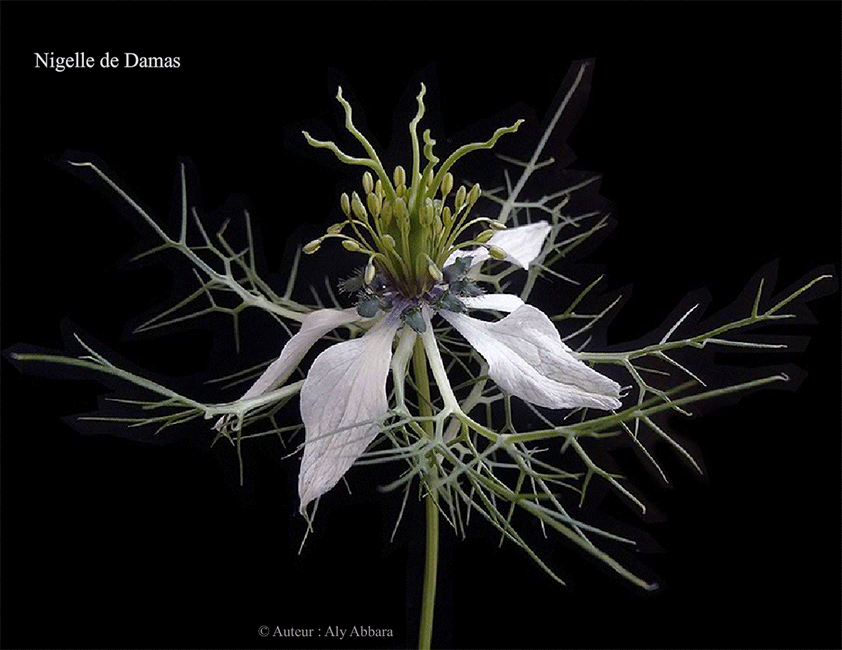 Nigelle de Damas - Fleur