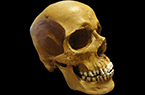 Crâne humain en résine - Os, Sutures et fontanelles