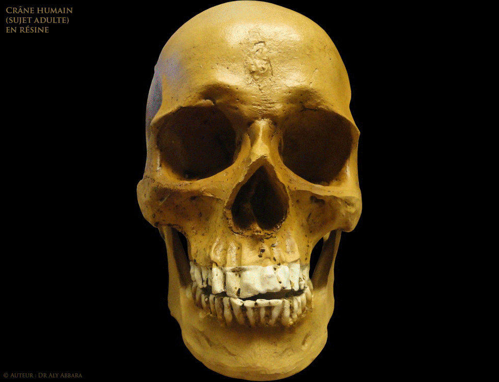 Crâne humain en résine - Os, suture et fontanellles -