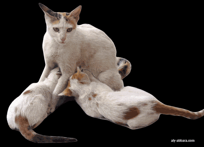 Chatte égyptienne allaitant