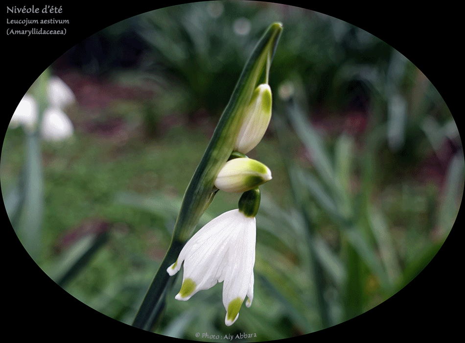Nivéole d'été (Leucojum aestivum