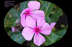 Catharantus roseus - Vinca rosa, Pervinca rosa - Pervenche de Madagascar, Pervenche tropicale