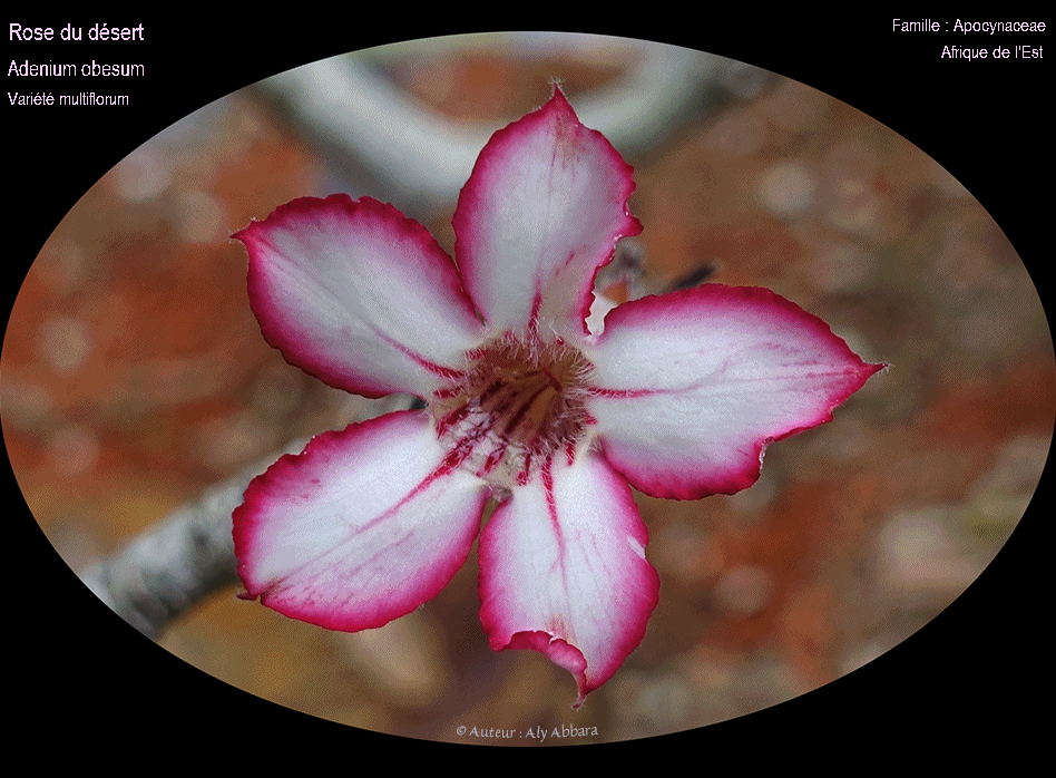 Adenium obesum - variété multiflorium - Rose du désert - Famille des Apocynaceae - وردة الصحراء  - فصيلة الدِفْليات - Afrique de l'Est