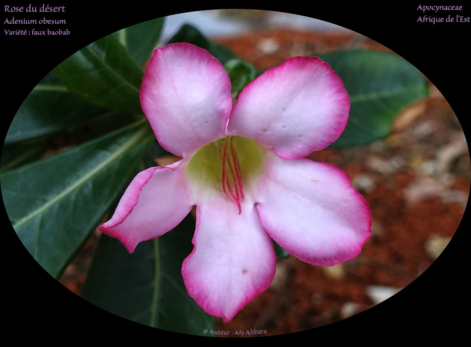 Adenium obesum - variété faux baobab - Rose du désert - Famille des Apocynaceae - وردة الصحراء  - فصيلة الدِفْليات