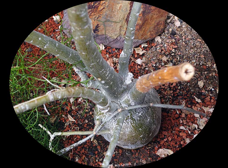 Adenium obesum - variété multiflorium - Rose du désert - Famille des Apocynaceae - وردة الصحراء  - فصيلة الدِفْليات - Afrique de l'Est