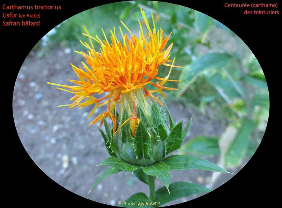 Safran - Crocus sativus