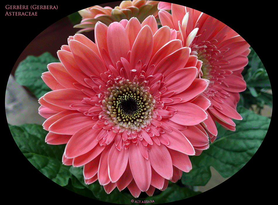 Gerbéra aux belles fleurs de la familles des Asteraceae, originaire des zones tempérées d'Afrique, d'Asie, d'Amérique et d'Indonésie