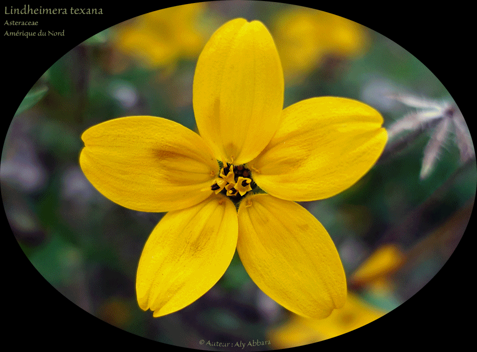 Lindheimera-texana - de la familles des Astéracées - Amérique du Nord