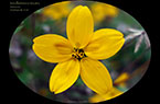 Lindheimera-texana - Famille des Asteraceae 