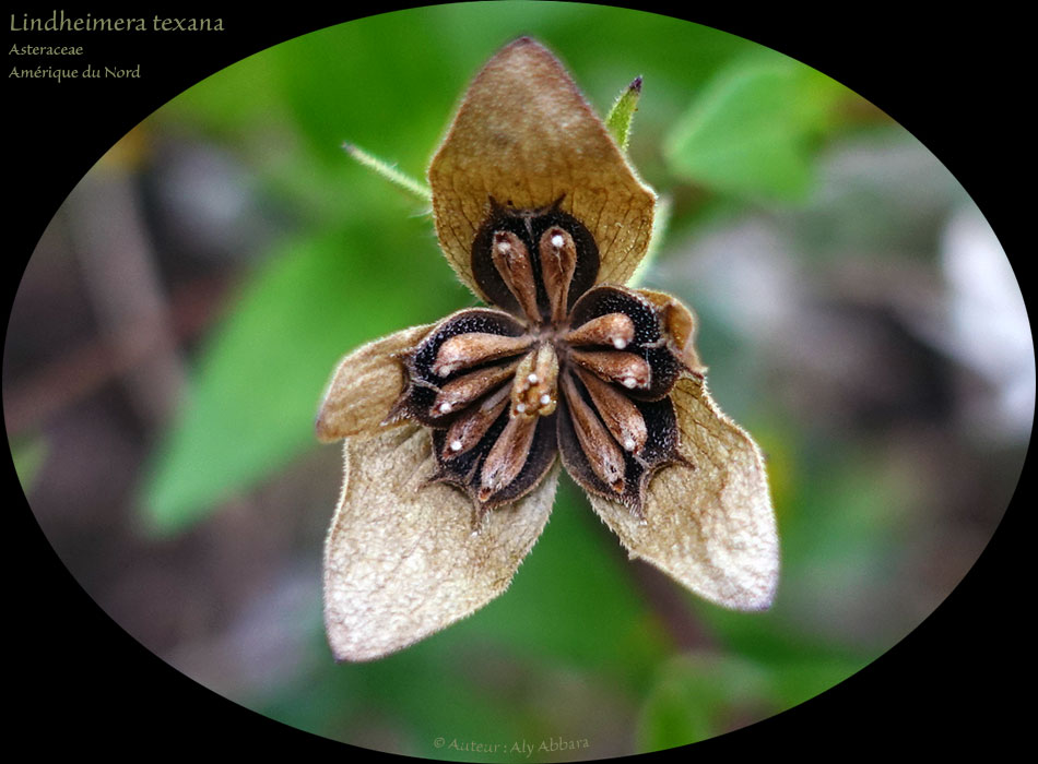 Lindheimera-texana de la famille des Asteraceae