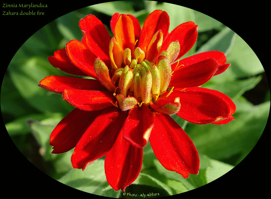 Zinnia Marylandica - Zahara à double fire