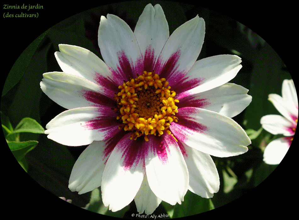 Zinnia de jardin - de la famille des Asteraceae