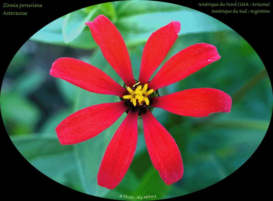Zinnia peruviana de la famille des Asteranceae