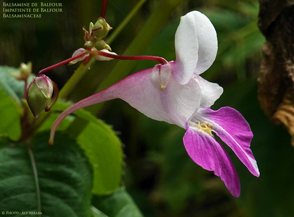 Balsamine de Balfour - Impatiente de Balfour