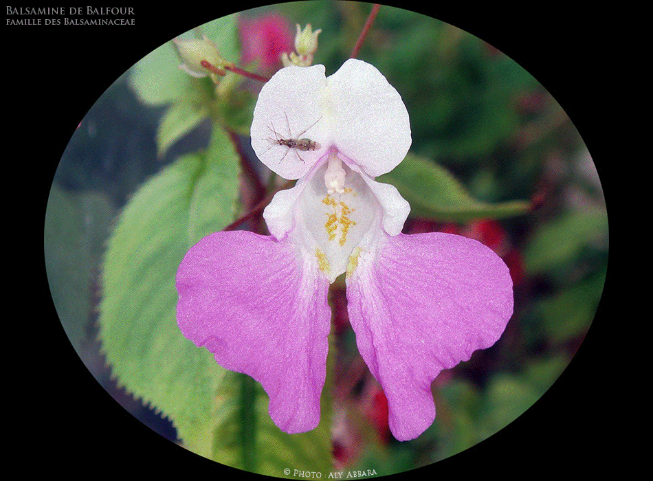 Balsamine de Balfour - Impatiente de Balfour