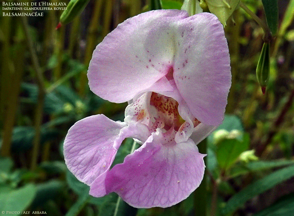 Balsamine de l'Himalaya - Impatiente de l'Himalaya - Impatiens glandulifera Royle