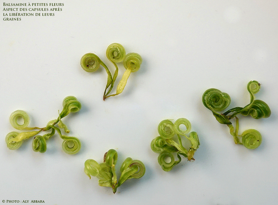 Fruits (capsules) de l'Impatiente à petites fleurs - L'aspect des capsules de la plante après l'éviction de leurs graines