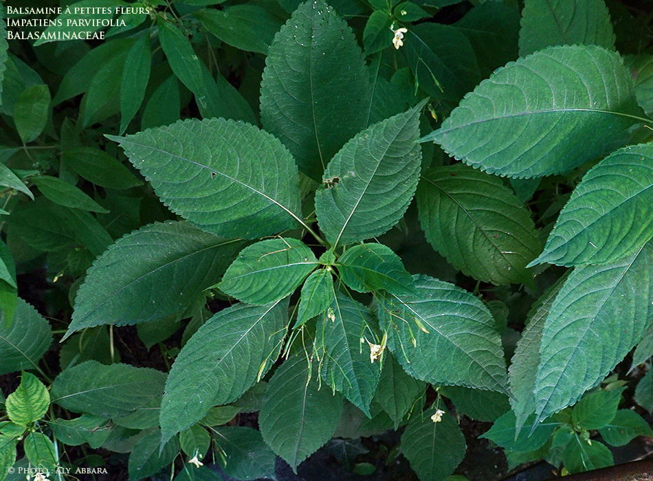 Feuilles de l'Impatiente à petites fleurs - Balsamine à petites fleurs - Famille des Balsaminacées