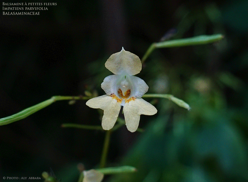 Impatiente à petites fleurs - Balsamine à petites fleurs - Famille des Balsaminacées