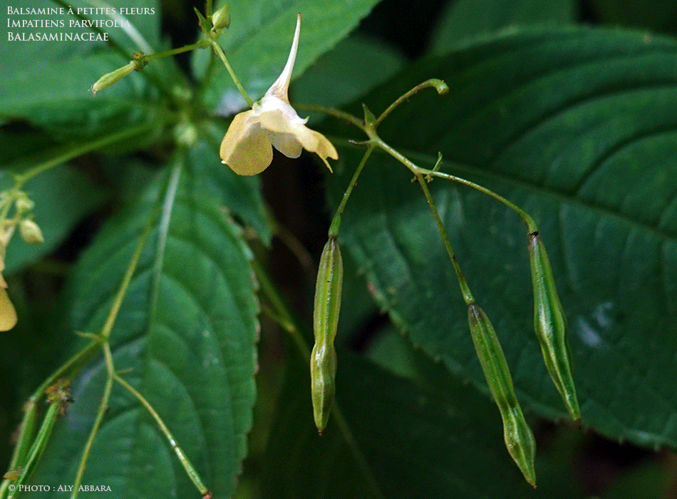 Fruits (capsules) de l'Impatiente à petites fleurs - Balsamine à petites fleurs - Famille des Balsaminacées