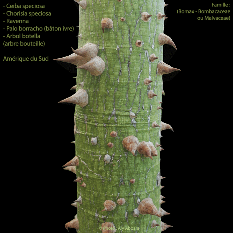 Euphorbia delphinensis (Euphorbe) - Famille des Euphorbiaceae - فَرْبيون  - من فصيلة الفَرْبيونيات - Afrique - Madagascar
