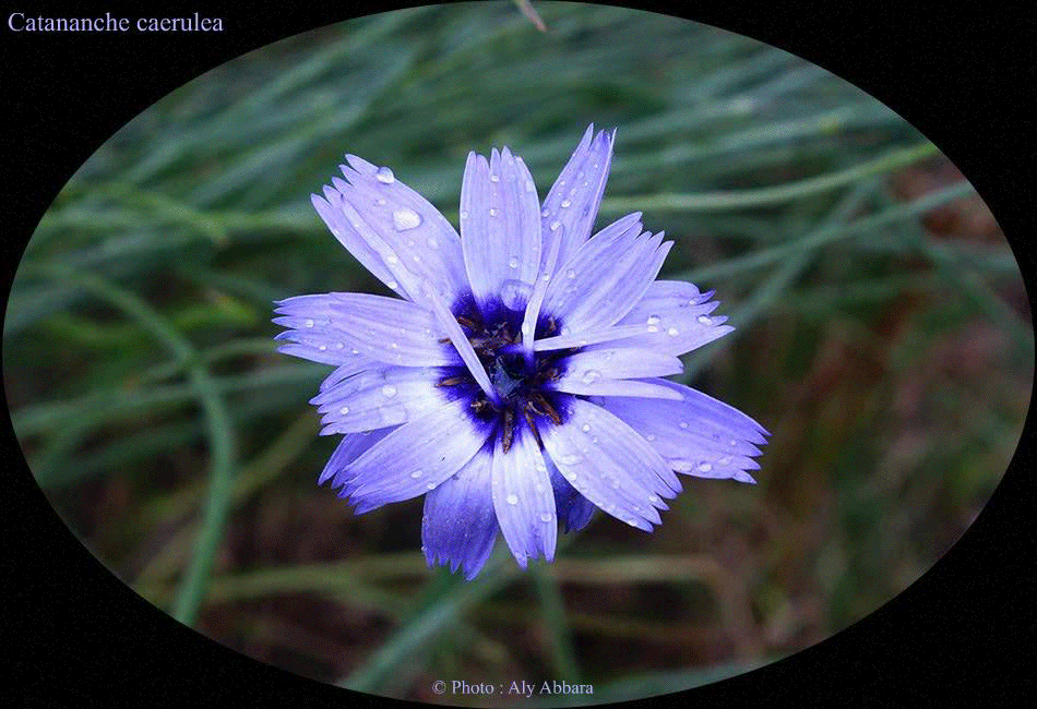 Catananche Cærulea - Fleurs, fruits et feuilles de la plante