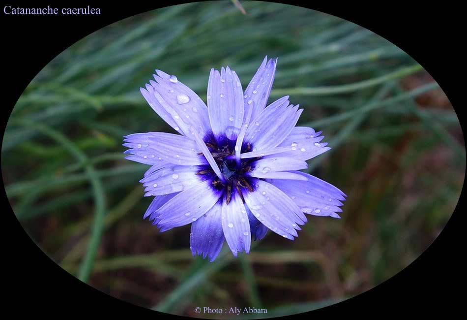 Catananche caerulea (Cupidone ou philtre d'amour) - de la famille des Composées -  كاتانانش أو نبتة الحب