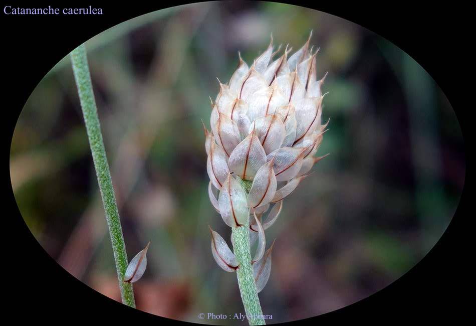 Catananche caerulea (Cupidone ou philtre d'amour) - de la famille des Composées -  كاتانانش أو نبتة الحبe