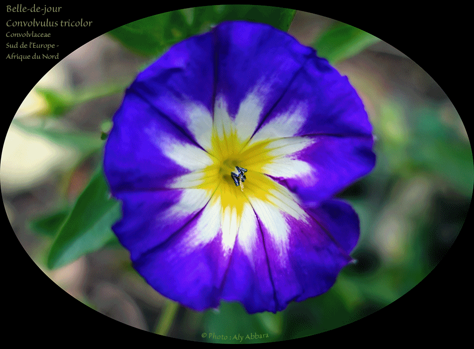 Belle-de-jour -Liseron tricolore