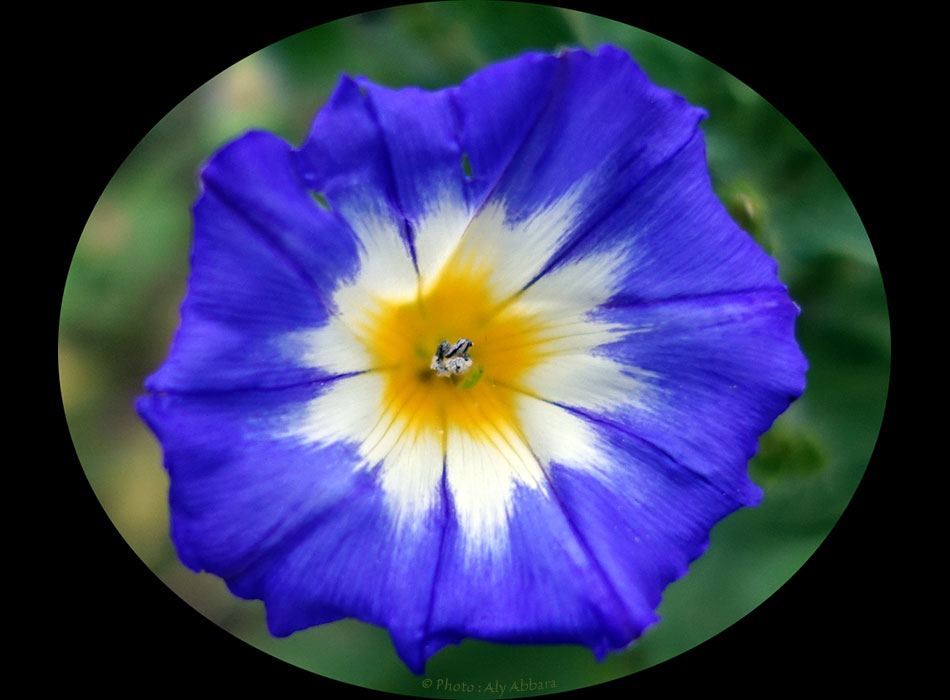 Clarkia concinna - Plante originaire des USA (Californie)