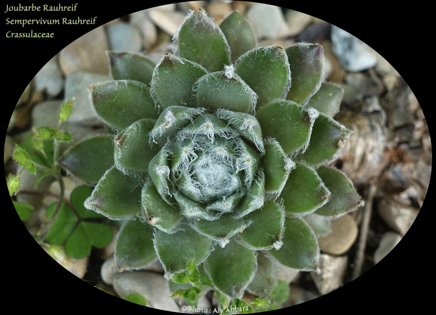 Joubarbe du calcaire