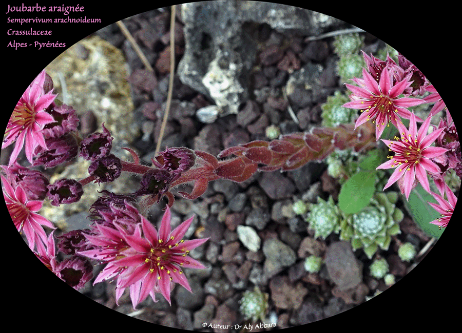 Joubarbe araignée de la famille des Crassulaceae