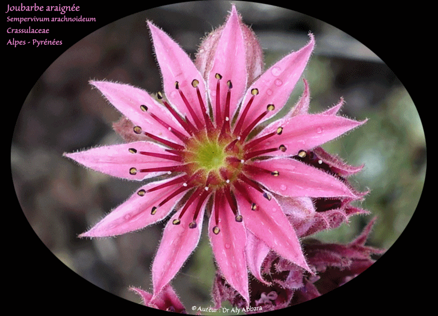 Joubarbe à toile d'aignée