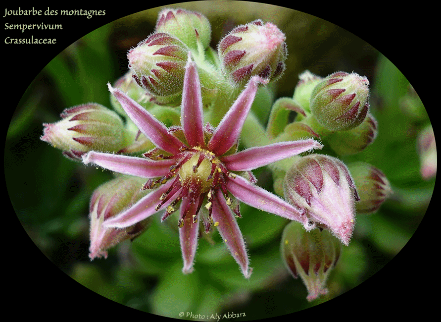 Joubarbe des montagnes