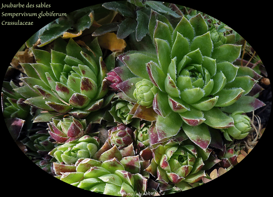 Joubarbe du calcaire