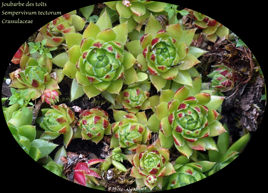 Joubarbe des toits - Sempervivum tectorum