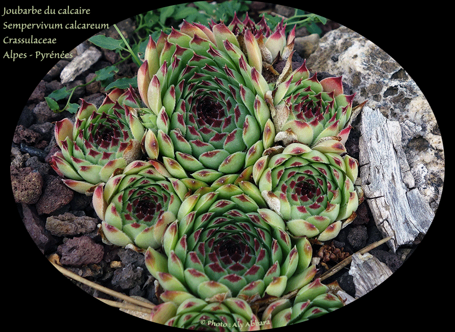 Joubarbe du calcaire